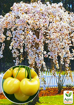 Черешня жовта плакуча "Weeping cherry" (вік від 2-х років, висота 150-190см)1
