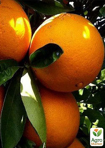 Апельсин "Пупковий" - фото 2