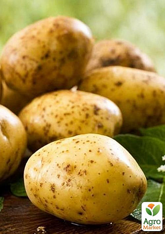 Насіннєвий среднеранний картопля "Аннушка" (на жарку, 1 репродукція) 1кг