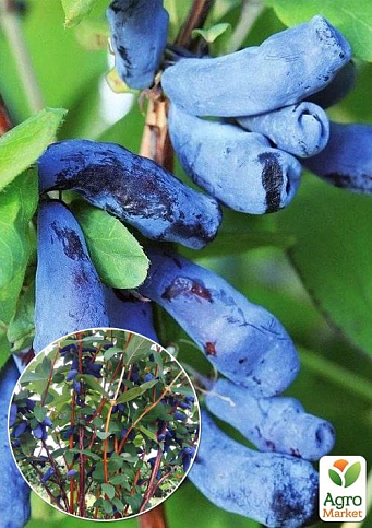 Эксклюзив! Жимолость сизо-синеватая "Михримах" (Mihrimah) (премиальный, крупноплодный сорт)