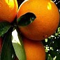 Апельсин "Пупочный" купить