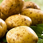 Насіннєвий среднеранний картопля "Аннушка" (на жарку, 1 репродукція) 1кг