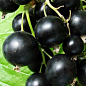 Смородина чорна "Вернісаж" (середнього терміну дозрівання, високоврожайний сорт) купить