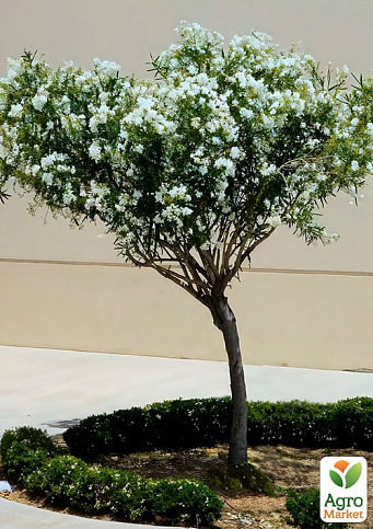 LMTD Олеандр на штамбе цветущий 3-х летний "Dwarf White" (50-70см)