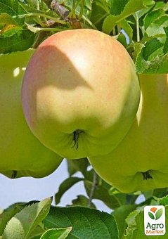 Яблуня "Сільвія" (літній сорт, ранній термін дозрівання)1