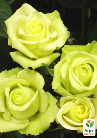 Роза чайно-гибридная "Super Green" (саженец класса АА+) высший сорт
