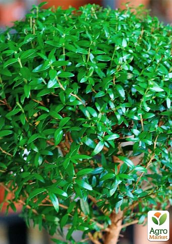 LMTD Мірт вічнозелений на штамбі 3-х річний "Myrtus Pon-Pon" (30-40см)  - фото 4