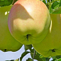 Яблуня "Сільвія" (літній сорт, ранній термін дозрівання)