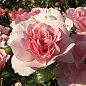 Роза флорибунда "Боника " (саженец класса АА+) высший сорт