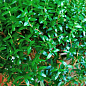 LMTD Мірт вічнозелений на штамбі 3-х річний "Myrtus Pon-Pon" (30-40см) 