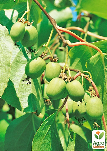 Актинидия 2-х летняя аргута "Сентябрьская" (мини-киви, морозостойкий сорт) вазон С1 - фото 6