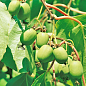 Актинидия 2-х летняя аргута "Сентябрьская" (мини-киви, морозостойкий сорт) вазон С1