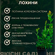 Лохина (чорниця садова) "Річка" (ранній термін дозрівання, один з найпопулярніших сортів) купить