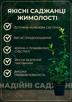 Жимолость 2х-летняя "Бореал Бьюти" (поздний срок созревания, высокоурожайный сорт) С1,512