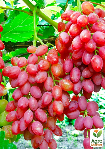 Безнасінний сорт винограду "Кишмиш Таїровський"
