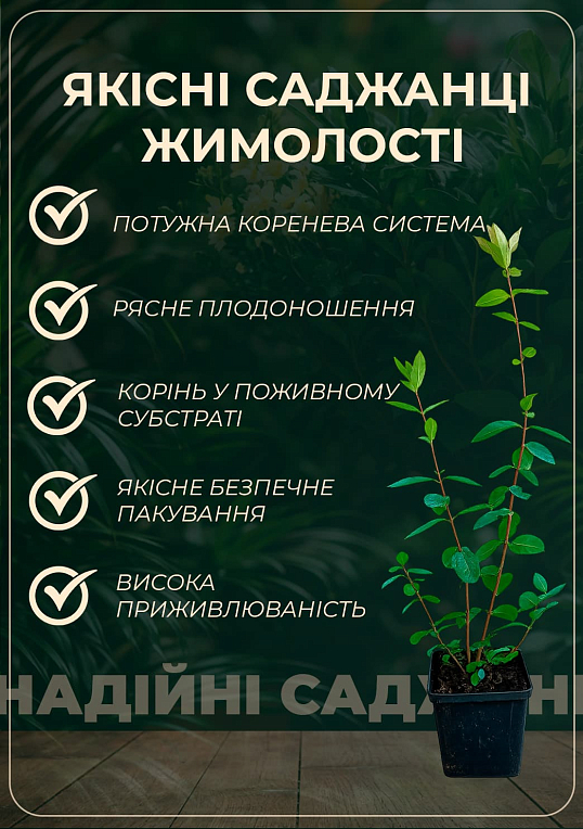 Жимолість 2-річна "Бореал Бьюті" (пізній термін дозрівання, високоврожайний сорт) С1,5