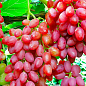 Бессемянный сорт винограда "Кишмиш Таировский"