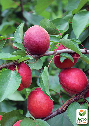 Абрикос "Дженгат" (крупноплодный, ранний срок созревания) - фото 2