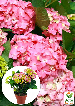 LMTD Гортензия крупнолистная цветущая 2-х летняя "Early Pink" (20-30см)11