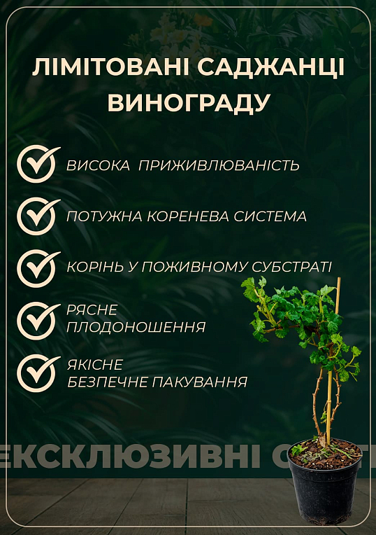 LMTD Виноград ранній "Vroege van der Laan" (сортовий, вкорінений)