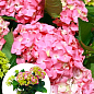 LMTD Гортензия крупнолистная цветущая 2-х летняя "Early Pink" (20-30см)
