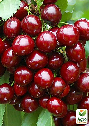 Эксклюзив! Черешня колоновидная рубиново-красная "Красная помада" (Red lipstick) (премиальный супер сладкий сорт) - фото 2