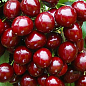 Эксклюзив! Черешня колоновидная рубиново-красная "Красная помада" (Red lipstick) (премиальный супер сладкий сорт) купить