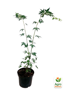 Клен 3-х летний японский пальмолистный "Катсура" (Аcer palmatum Katsura) С3, высота 60-80см29