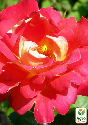 Роза парковая "Павлинный глаз" (саженец класса АА+) высший сорт