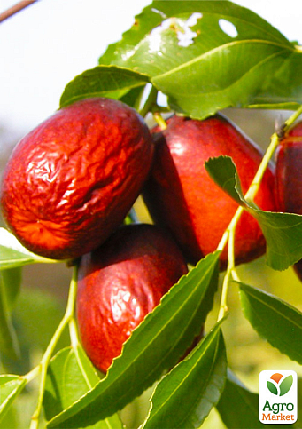 Зізіфус 1-річний щеплений "Коктебель" (ранній, великоплідний сорт)