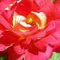 Роза парковая "Павлинный глаз" (саженец класса АА+) высший сорт