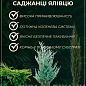 Можжевельник китайский "Блю Альпс" (Blue Alps) горшок P9
