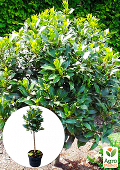 LMTD Лавр вечнозеленый на штамбе 4-х летний "Laurus nobilis"  (65-75см)2