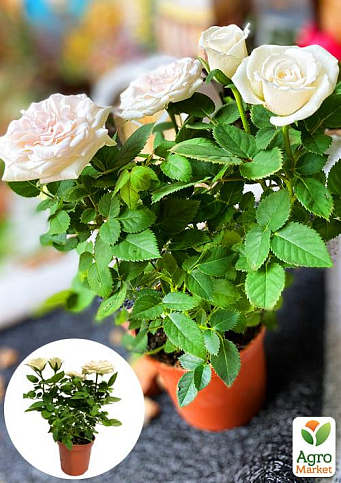 Роза Миниатюрная (комнатная) "Snow White" (Нидерланды)
