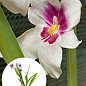 Орхидея Мильтония "White Story"