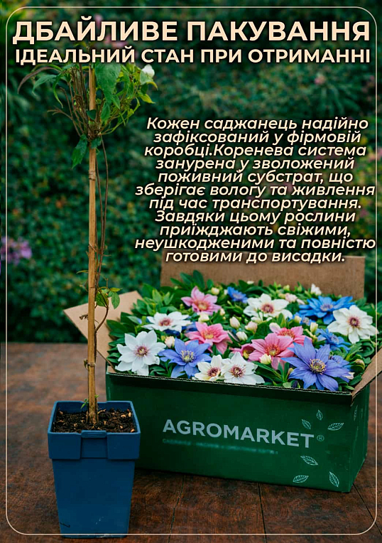 LMTD Клематис 3-х летний "Tangutica" (высота 60-80см) - фото 7