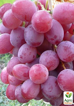 Виноград "Подарок Крайнова" (масса грозди 1000-1500 гр, морозоустойчив, болезнестойкий)2