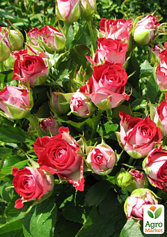 Роза мелкоцветковая (спрей) "Ruby Star" (саженец класса АА+) высший сорт1