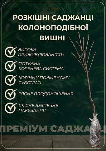 Вишня колоновидна "Ашинський гібрид" (літній сорт, ранній термін дозрівання) - фото 3