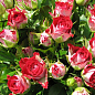 Роза мелкоцветковая (спрей) "Ruby Star" (саженец класса АА+) высший сорт