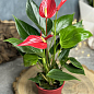 Антуріум (Anthurium) "Lili Red" висота 40-50см