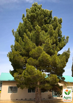 Сосна  Эльдарская "Pinus Eldarica" (реликт)8