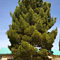 Сосна  Эльдарская "Pinus Eldarica" (реликт)
