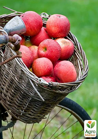 Яблоня колоновидная "Пионер" (летний сорт, поздний срок созревания) - фото 4