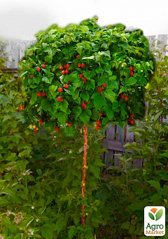 Эксклюзив! Малиновое дерево темно-красное "Арбат" (Arbat) (премиальный, крупноплодный сорт)2