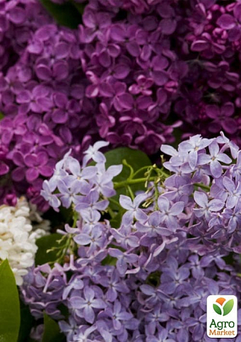 Бузок звичайний "Мікс сортів" - фото 5