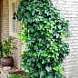 LMTD Плющ "Hedera Helix" (высота 60-70см)