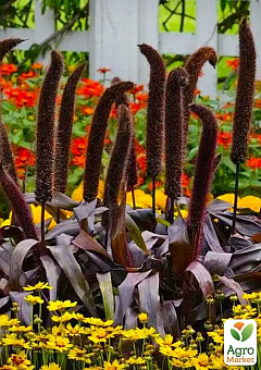 Пеннисетум сизый "Millet Purple Majesty" вазон С211