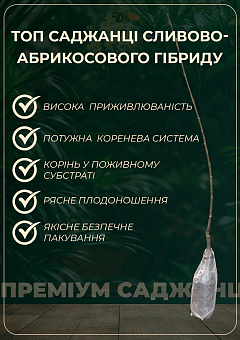 Гибрид слива+абрикос "Триумф" (сладкий, очень урожайный сорт)13