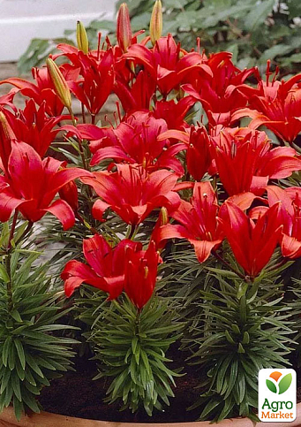 Лілія Горщикова "Salinero"